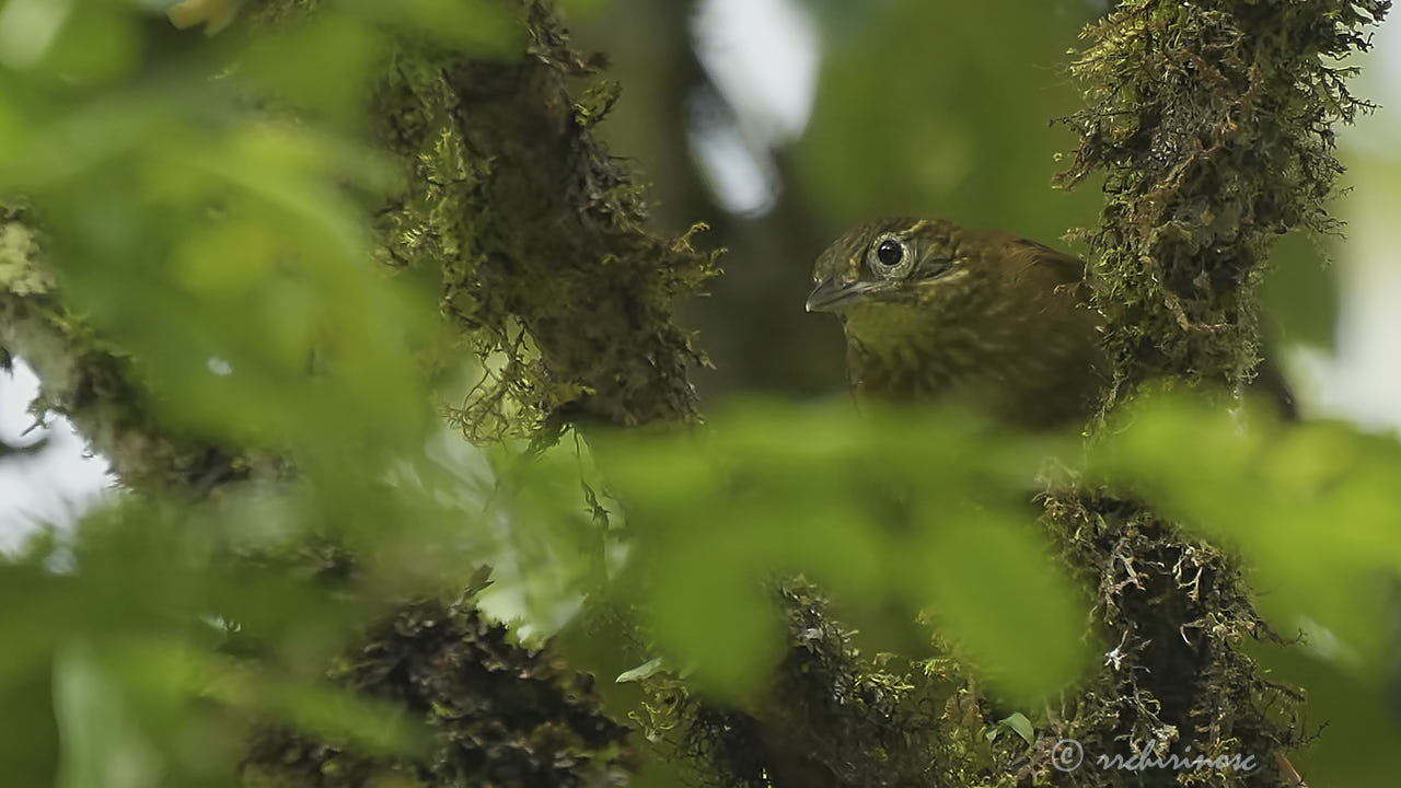 Montane foliage-gleaner