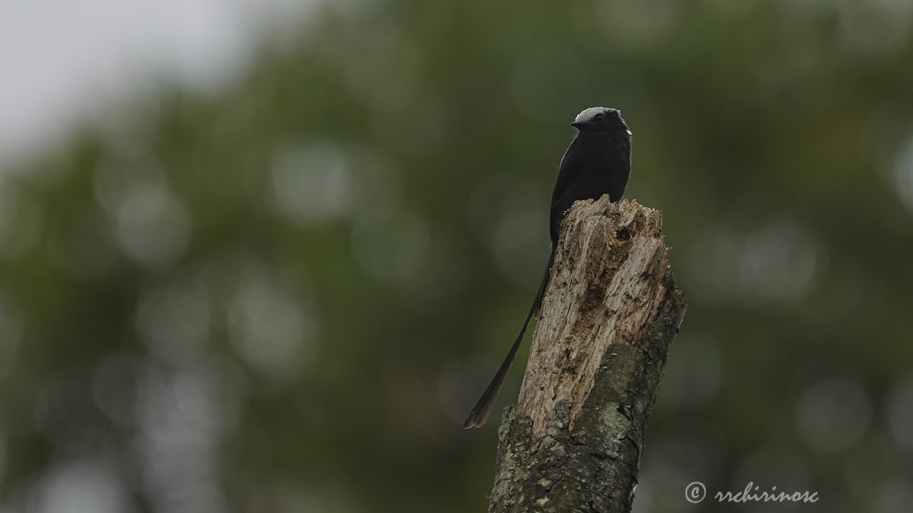 Long-tailed tyrant