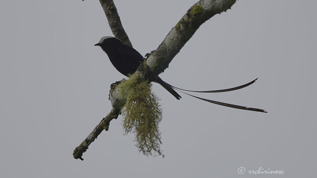 Long-tailed tyrant