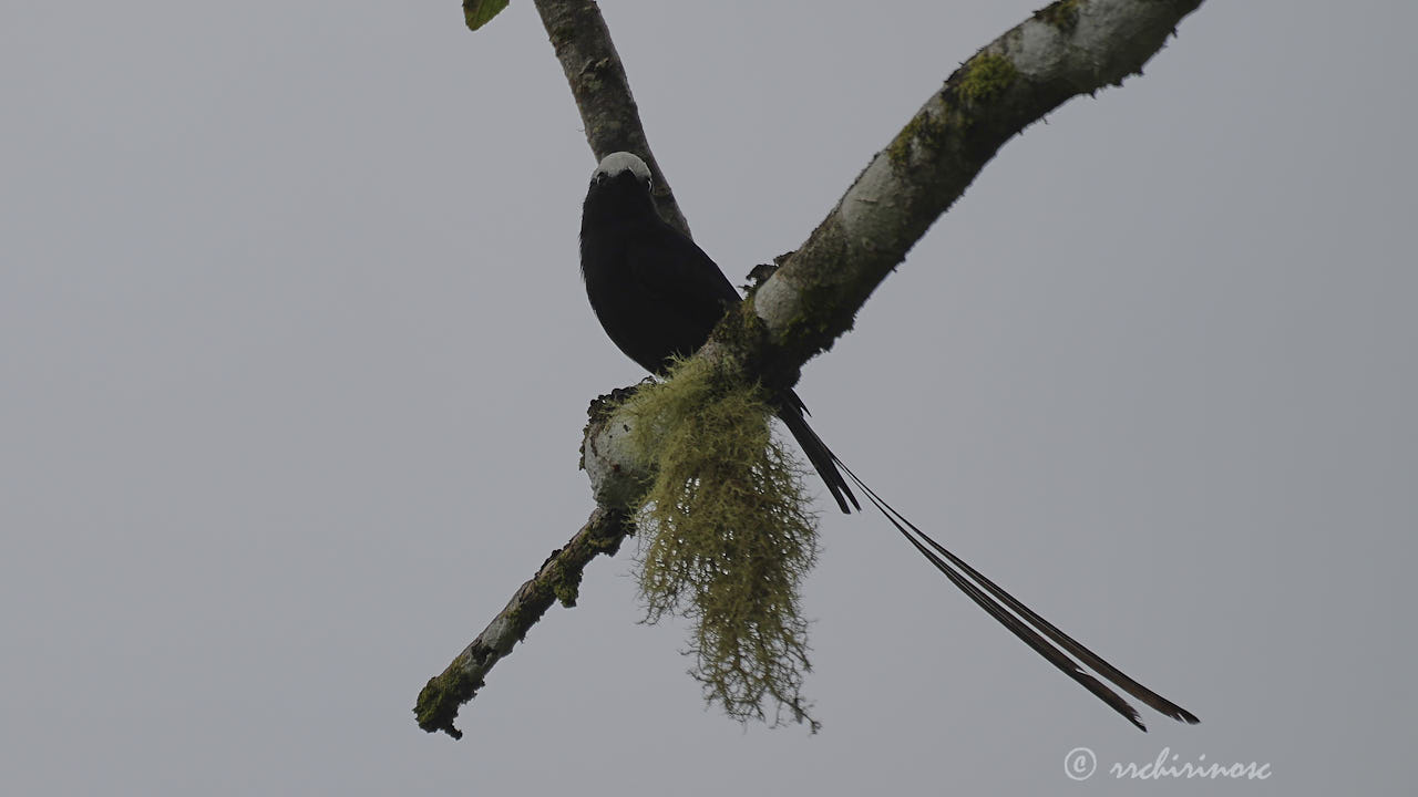 Long-tailed tyrant