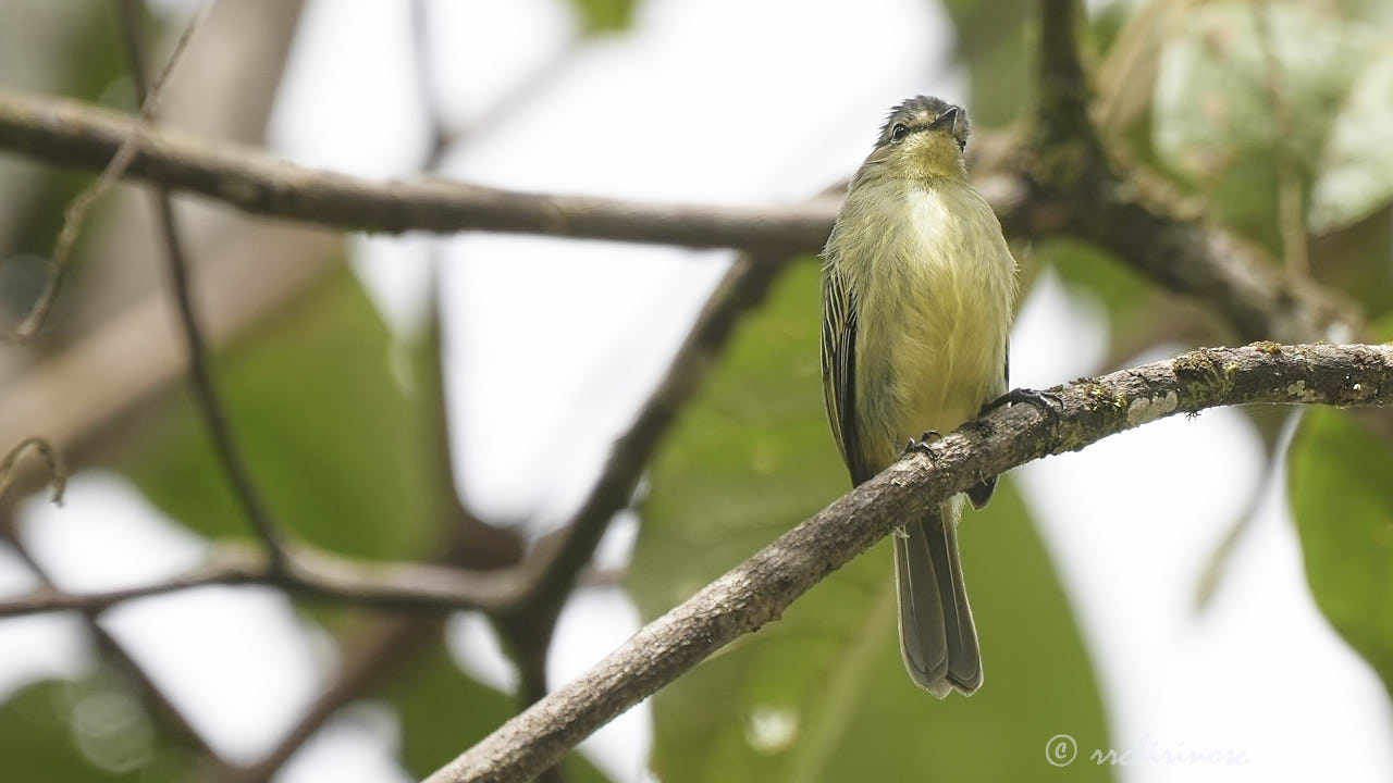 Highland elaenia