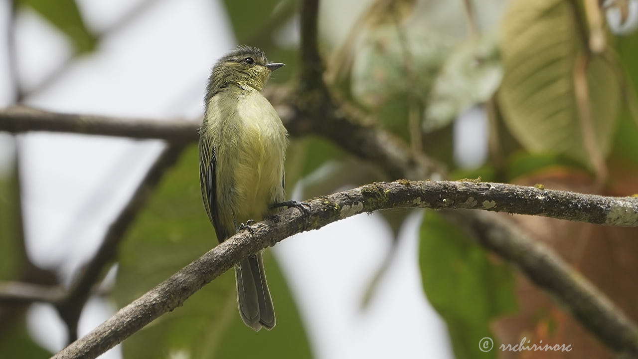 Highland elaenia