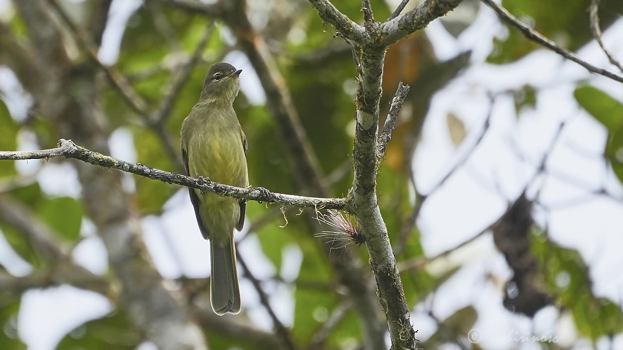 Highland elaenia