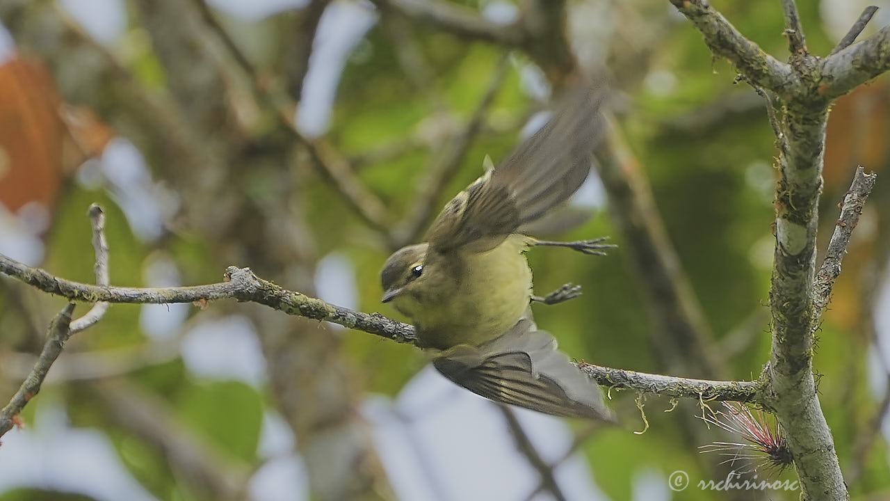 Highland elaenia