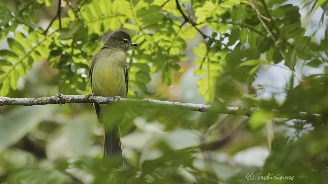 Highland elaenia