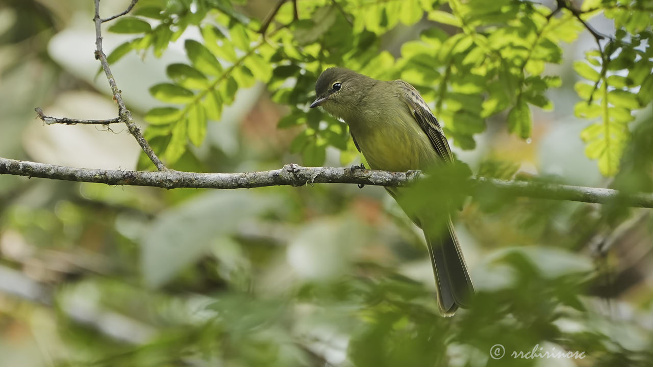 Highland elaenia