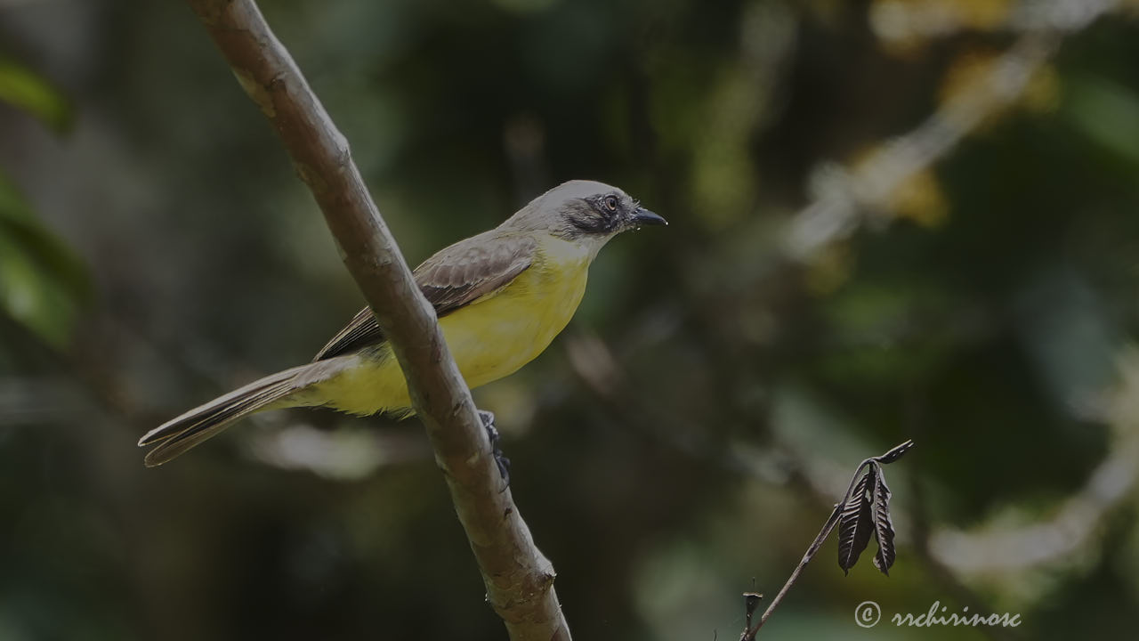 Grey-capped flycatcher