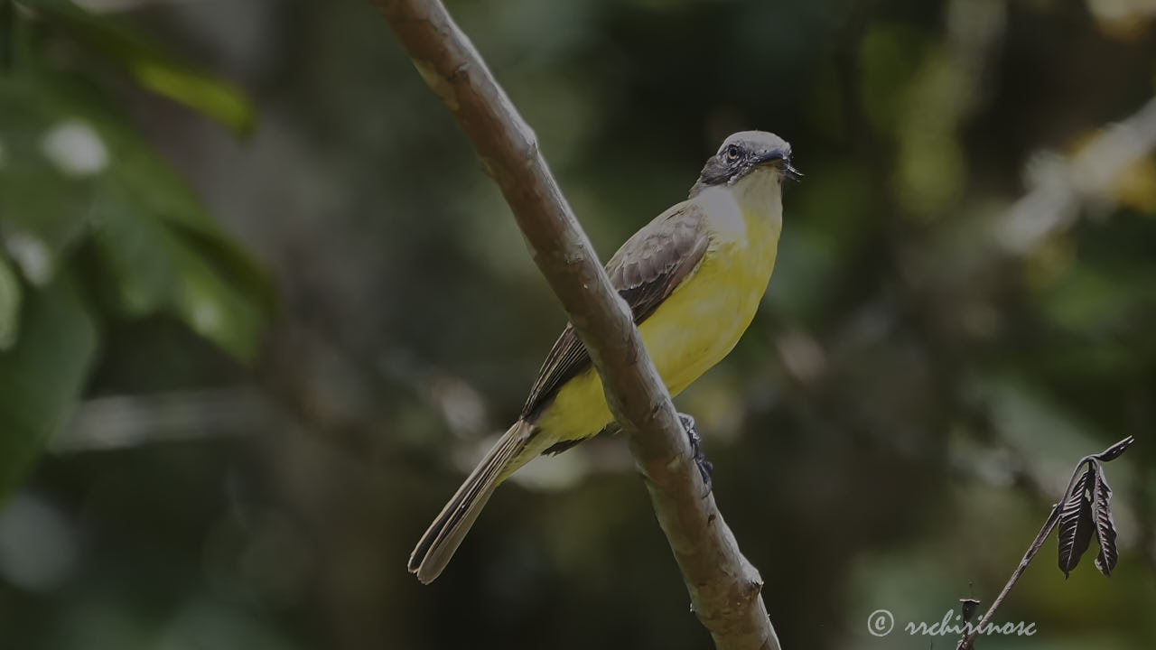 Grey-capped flycatcher