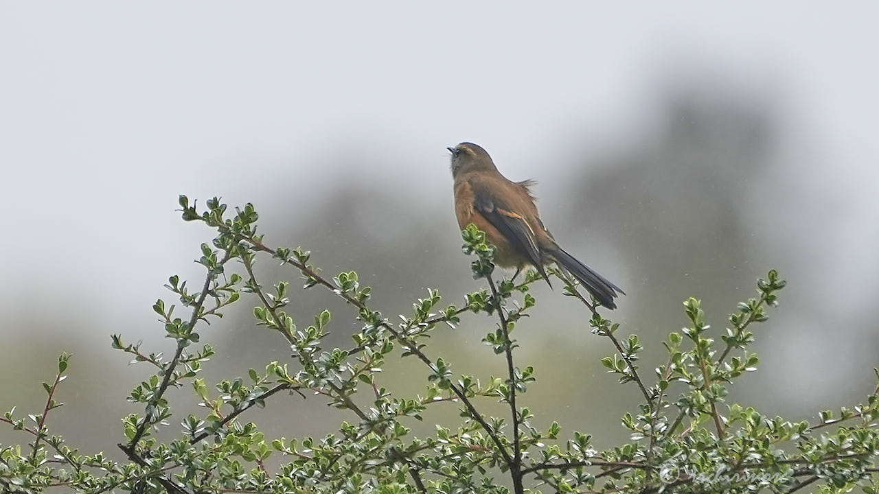 Brown-backed chat-tyrant