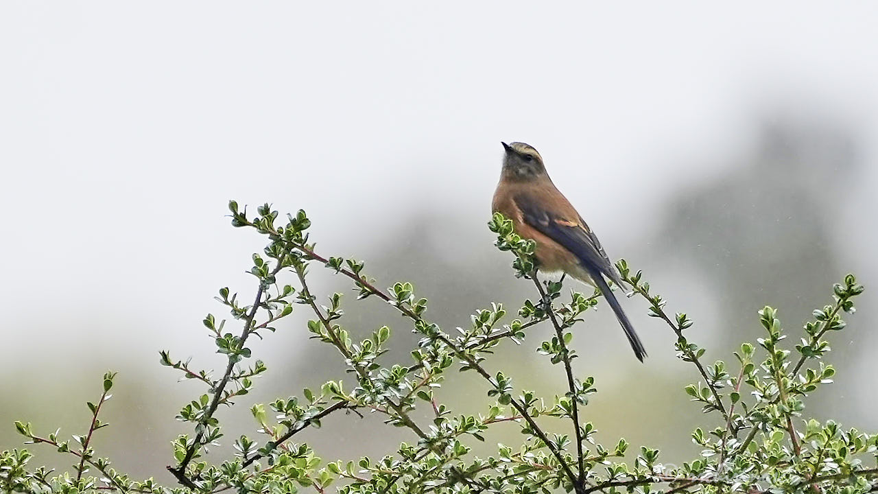 Brown-backed chat-tyrant