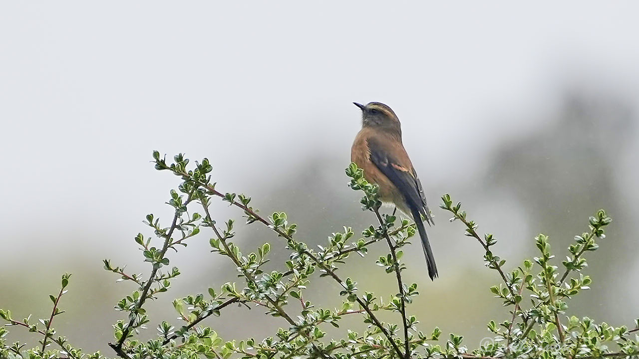 Brown-backed chat-tyrant