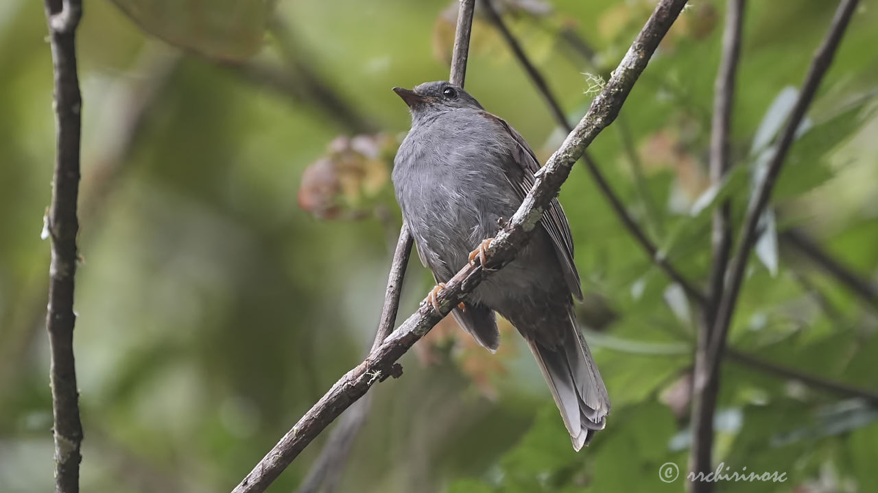 Andean solitaire