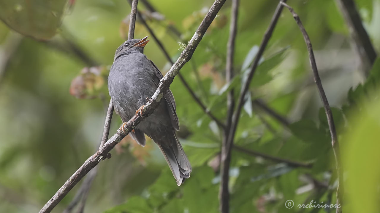 Andean solitaire