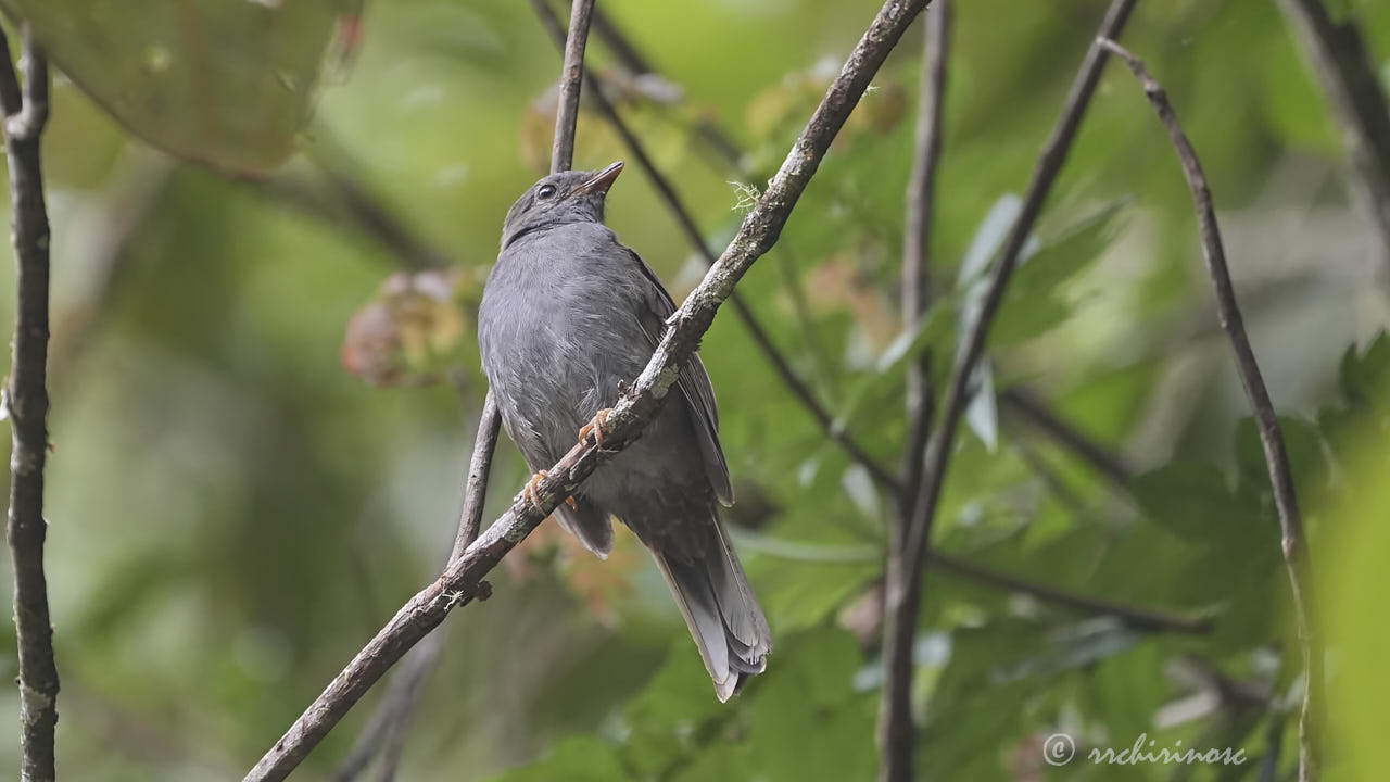 Andean solitaire