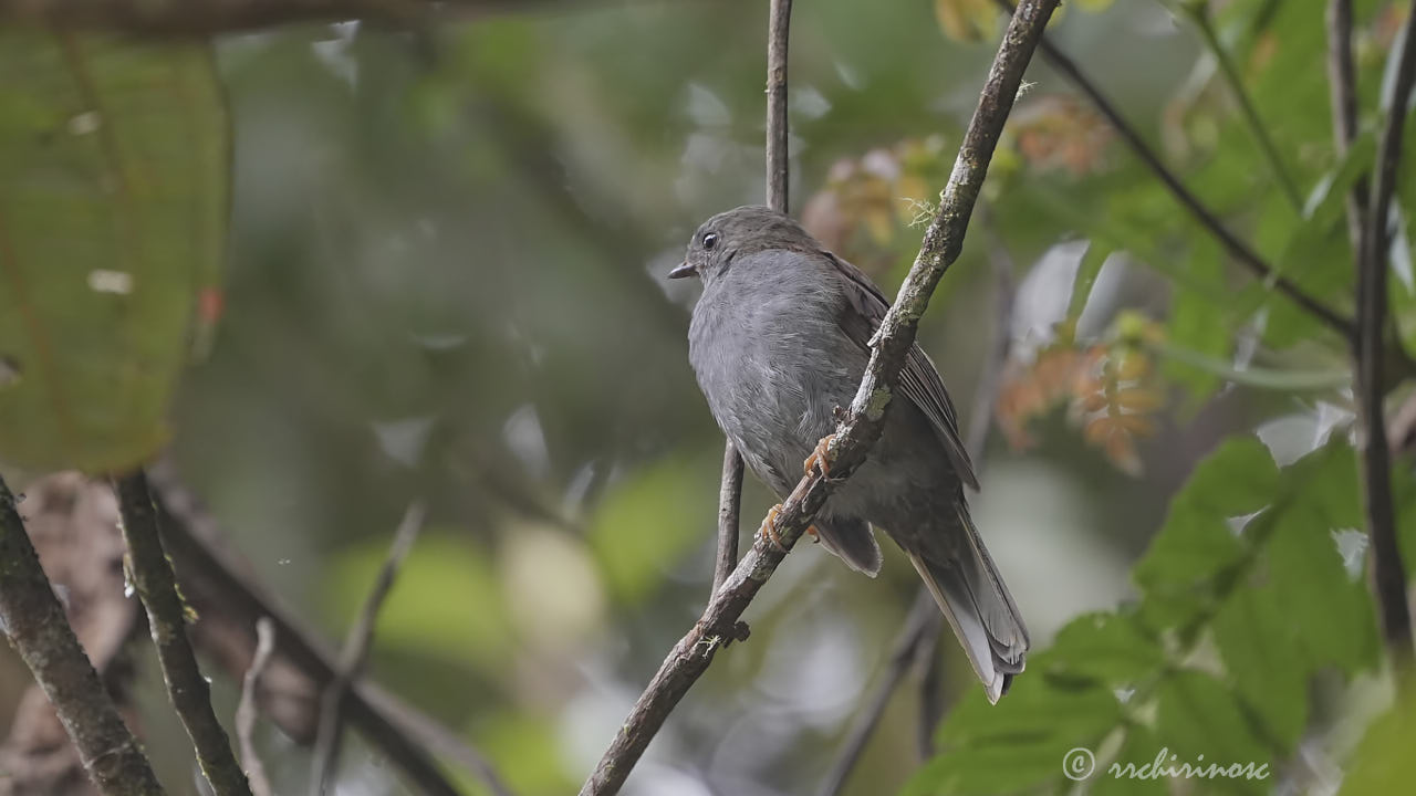 Andean solitaire