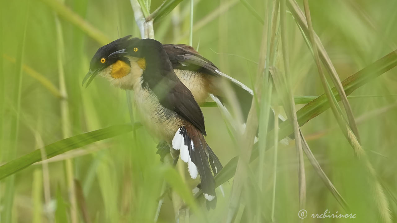 Black-capped donacobius