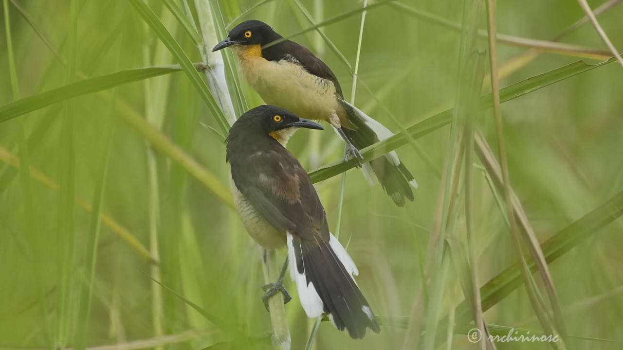 Black-capped donacobius