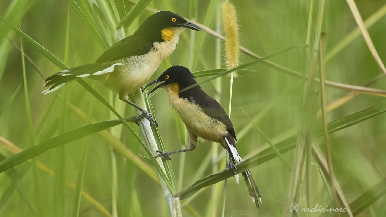 Black-capped donacobius