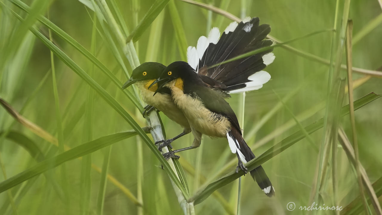 Black-capped donacobius