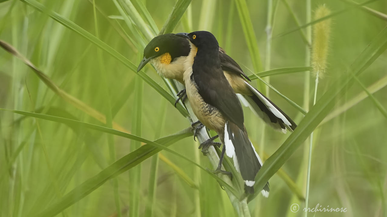 Black-capped donacobius