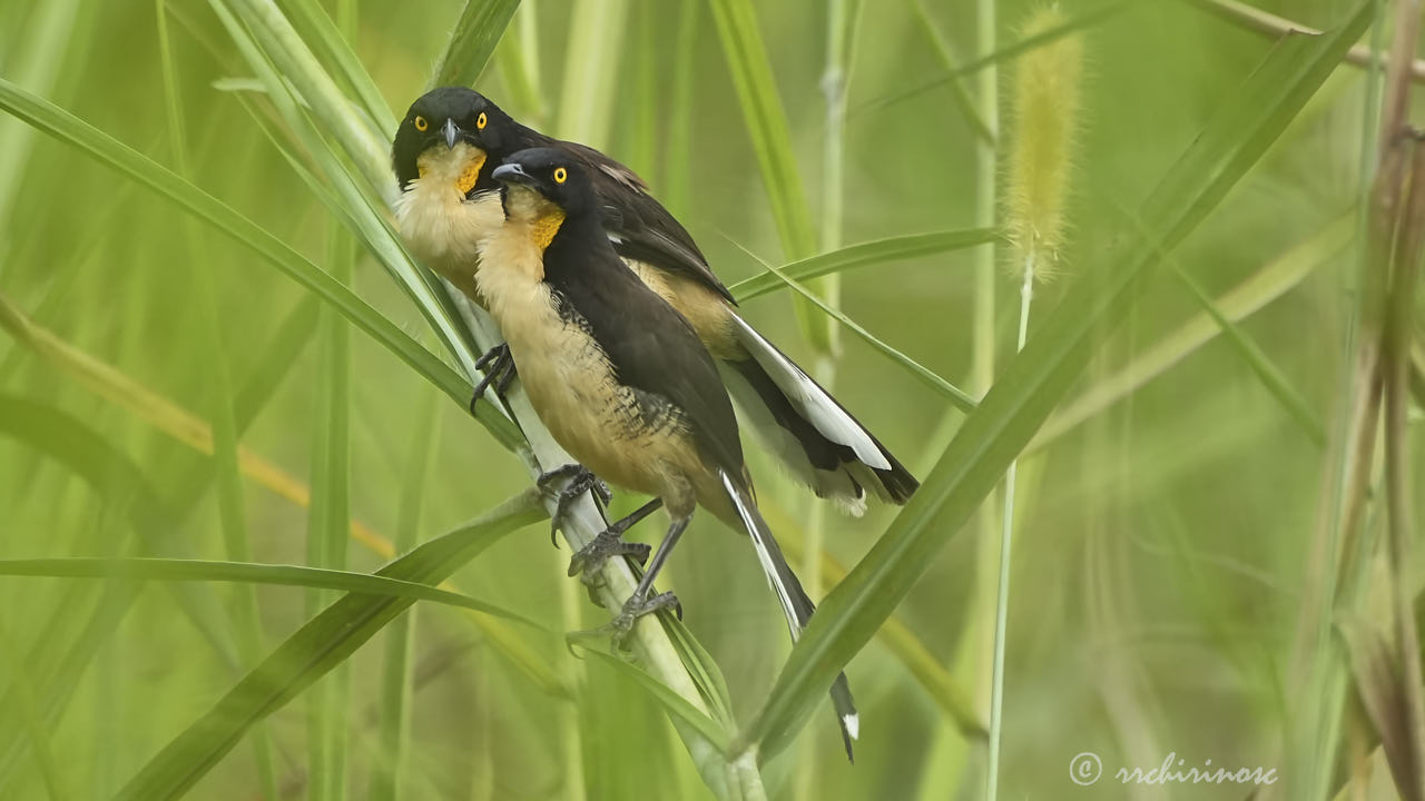 Black-capped donacobius