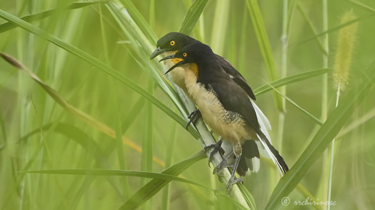 Black-capped donacobius