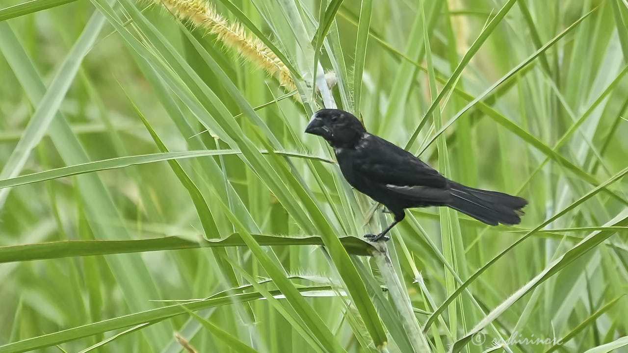 Black-billed seed finch