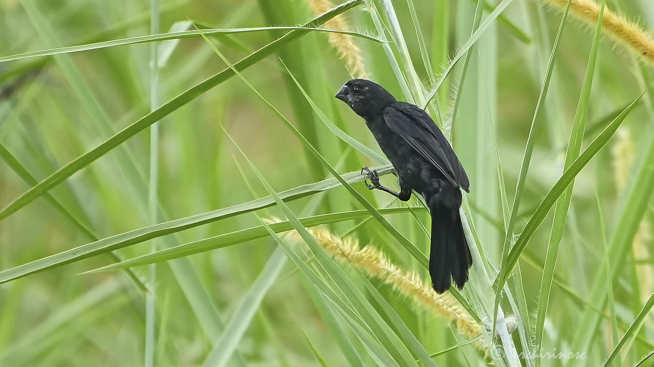 Black-billed seed finch