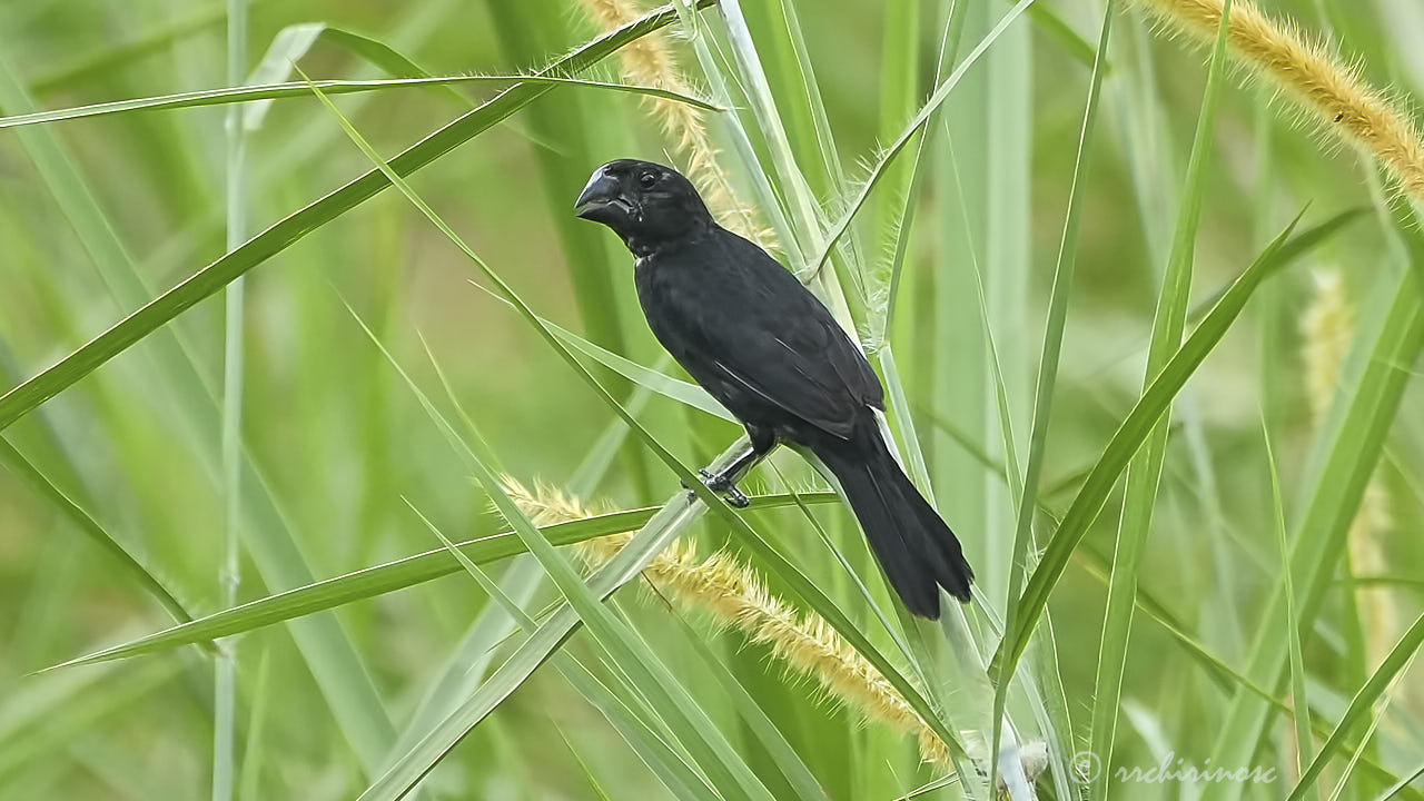 Black-billed seed finch