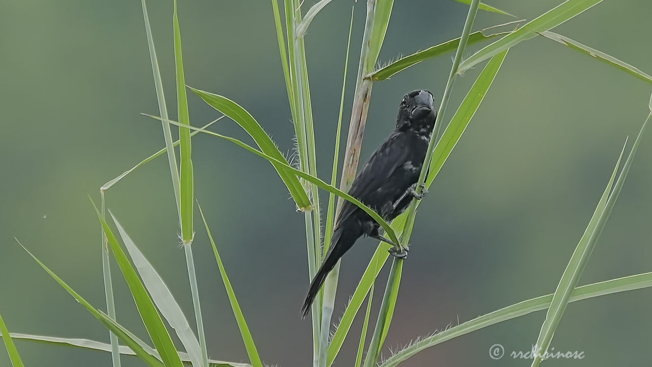 Black-billed seed finch