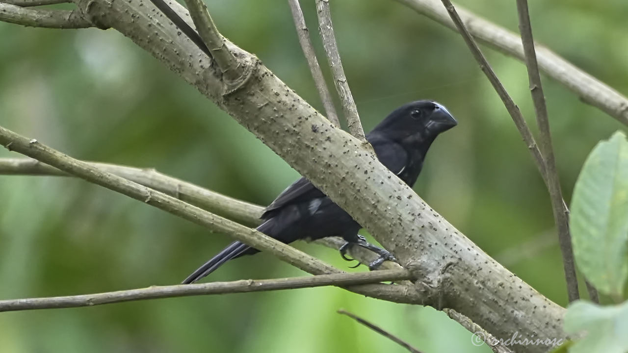 Black-billed seed finch