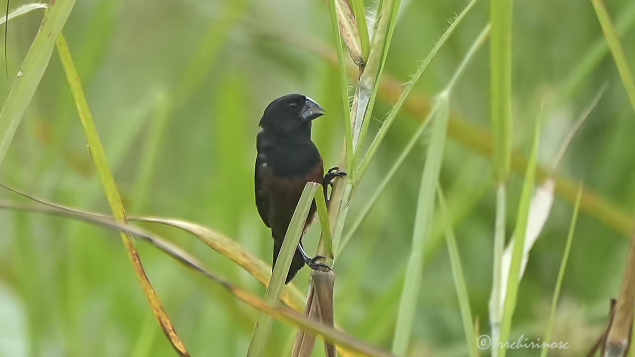 Chestnut-bellied seed finch