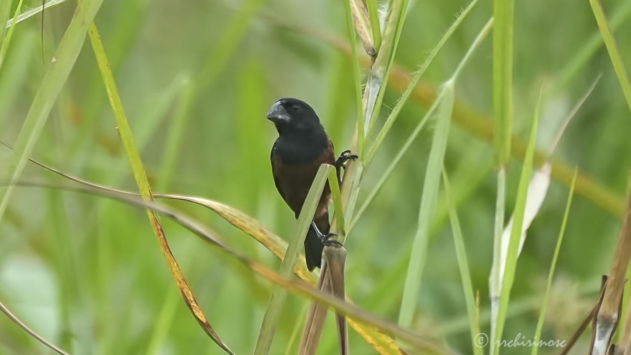 Chestnut-bellied seed finch