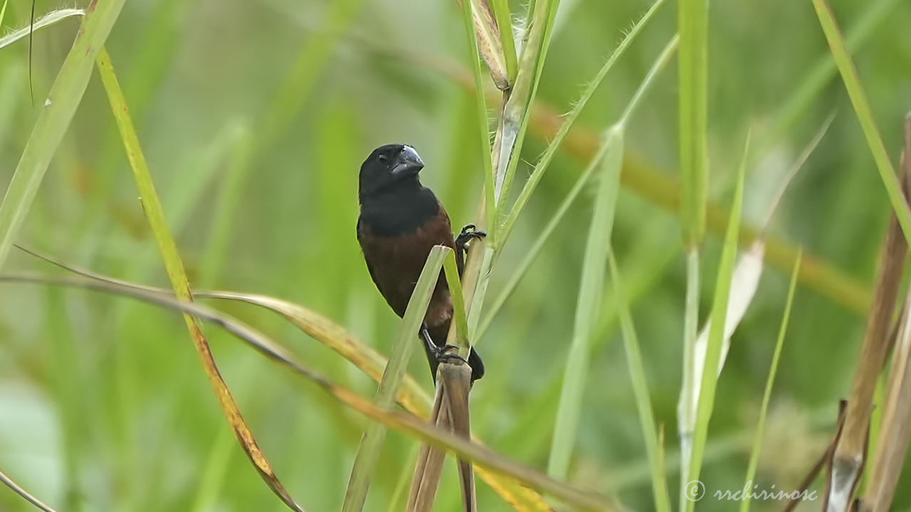 Chestnut-bellied seed finch