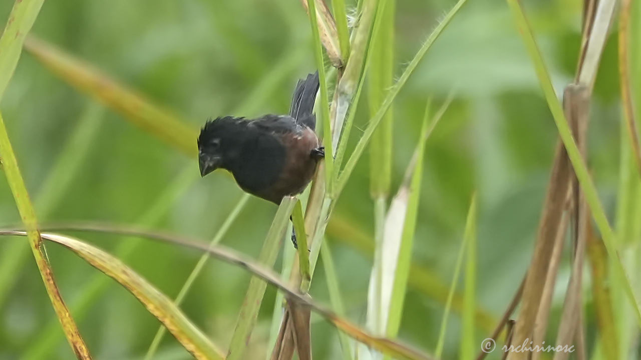 Chestnut-bellied seed finch