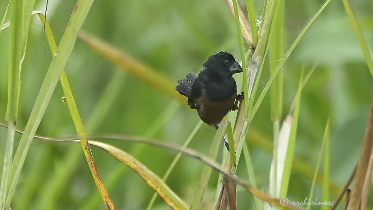 Chestnut-bellied seed finch