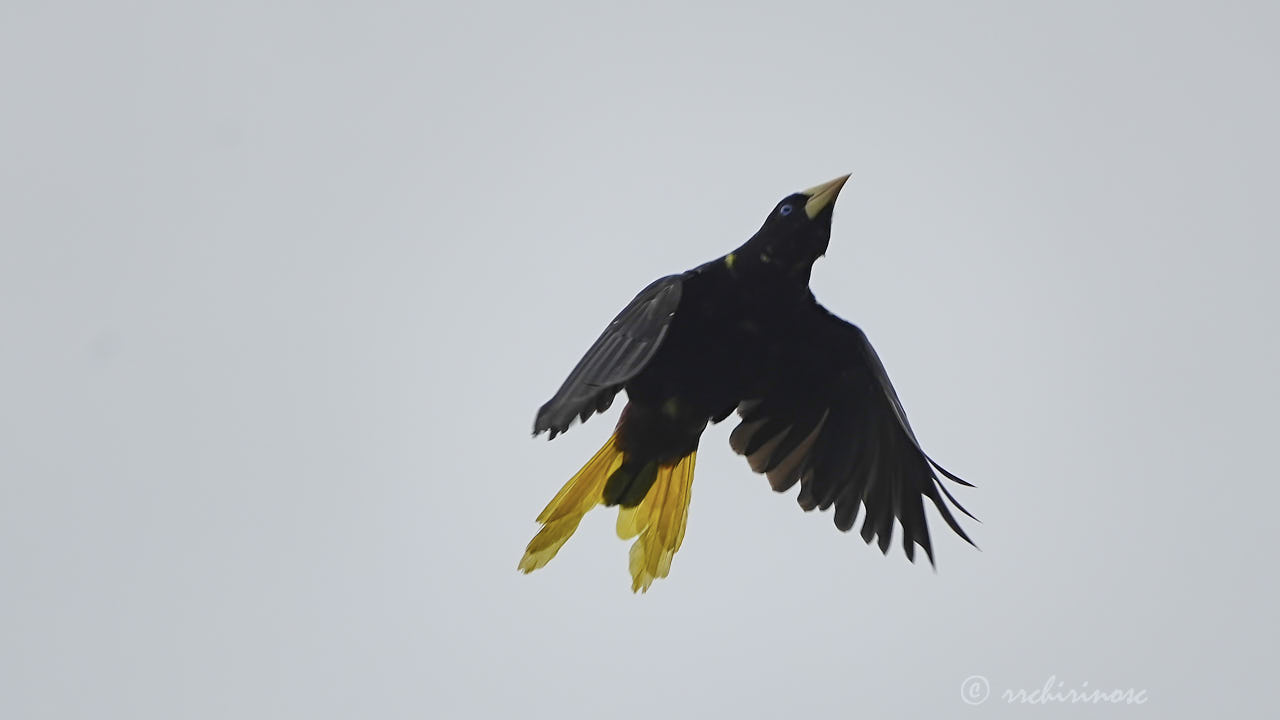 Crested oropendola