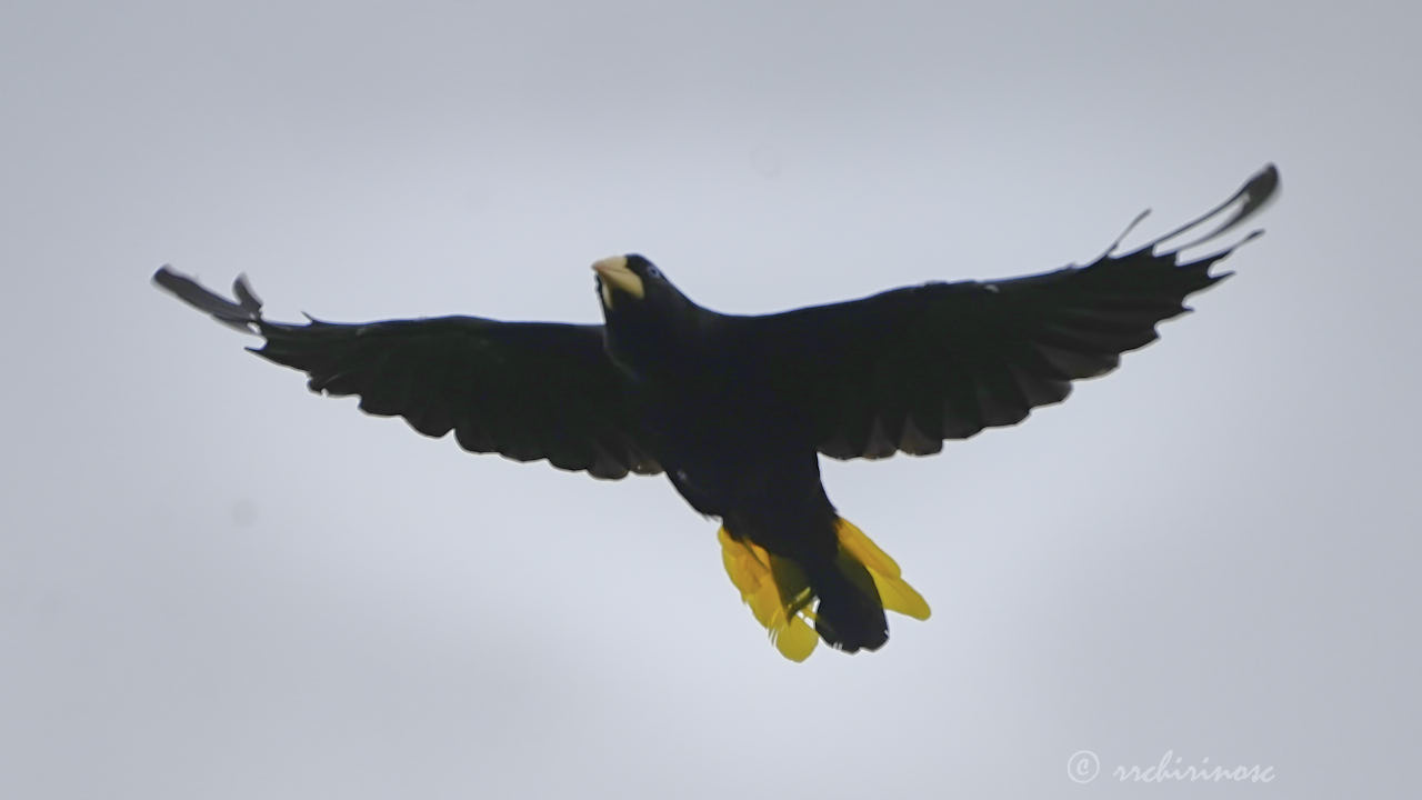 Crested oropendola