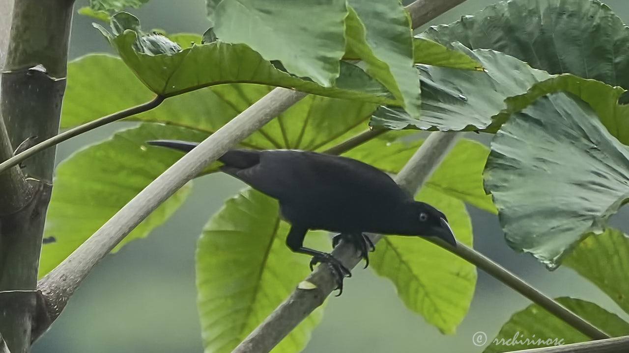 Solitary black cacique