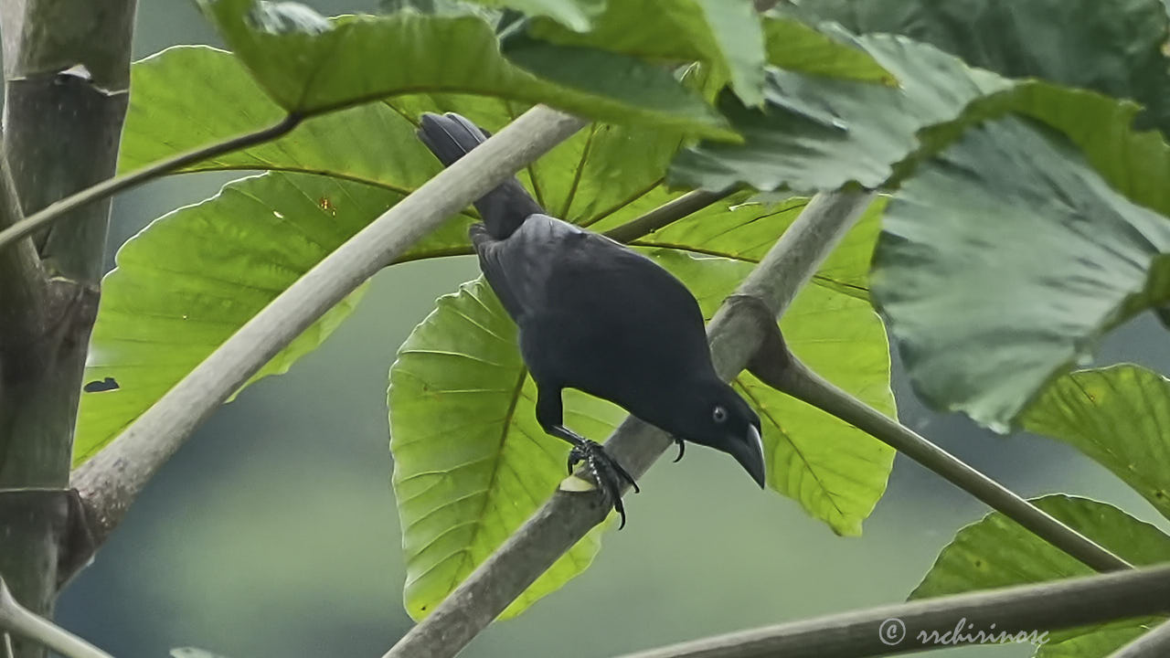 Solitary black cacique