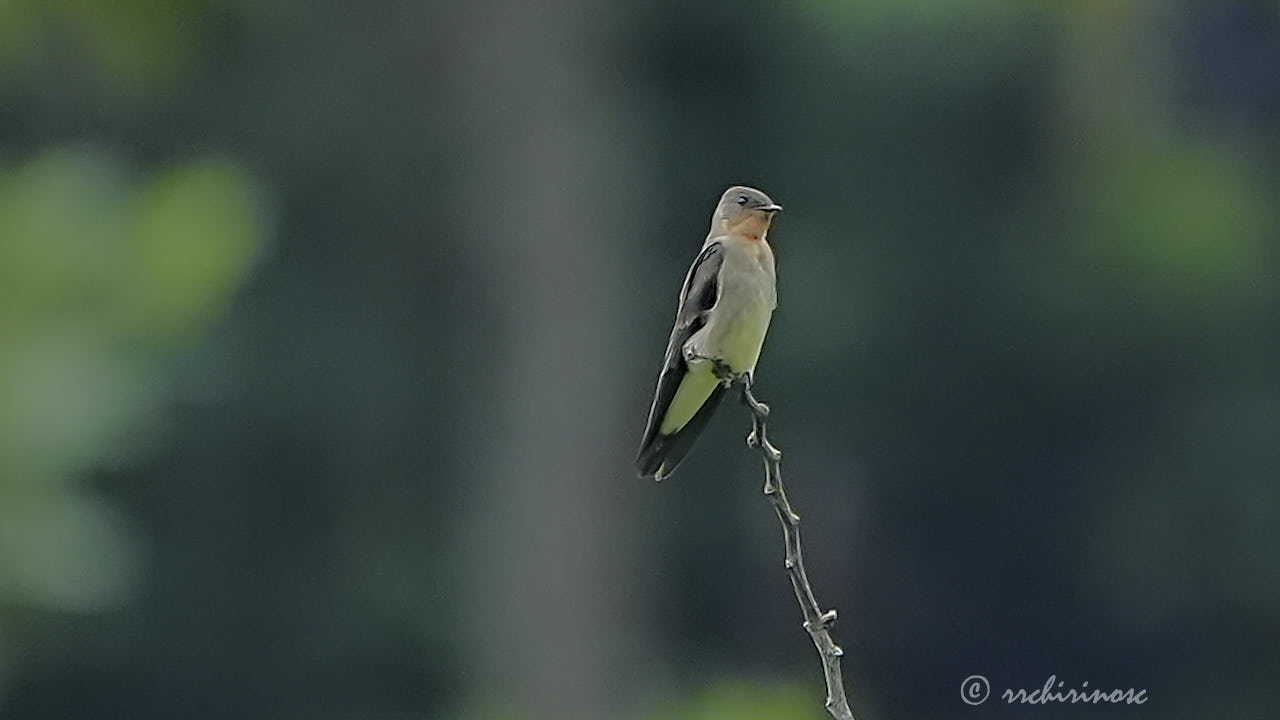 Southern rough-winged swallow