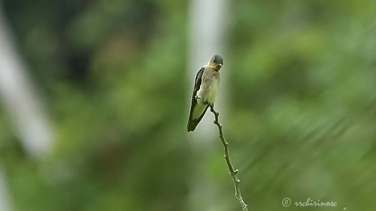 Southern rough-winged swallow