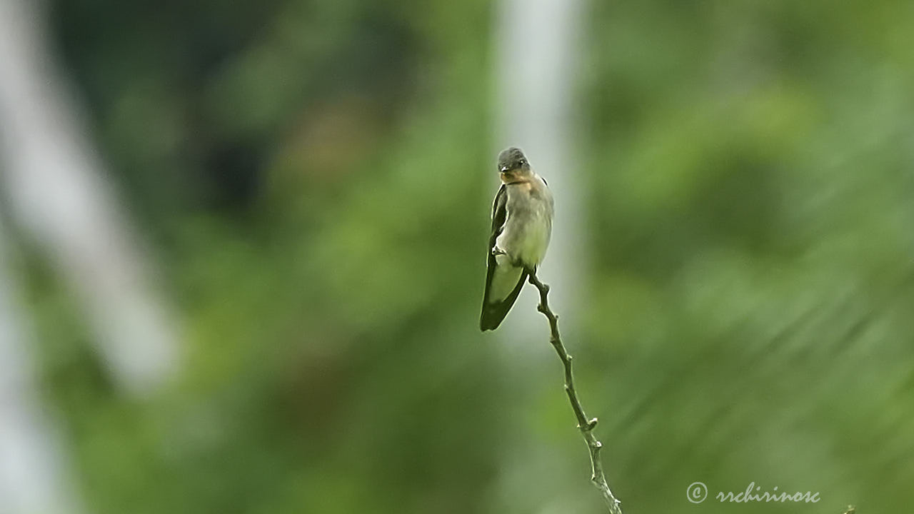 Southern rough-winged swallow