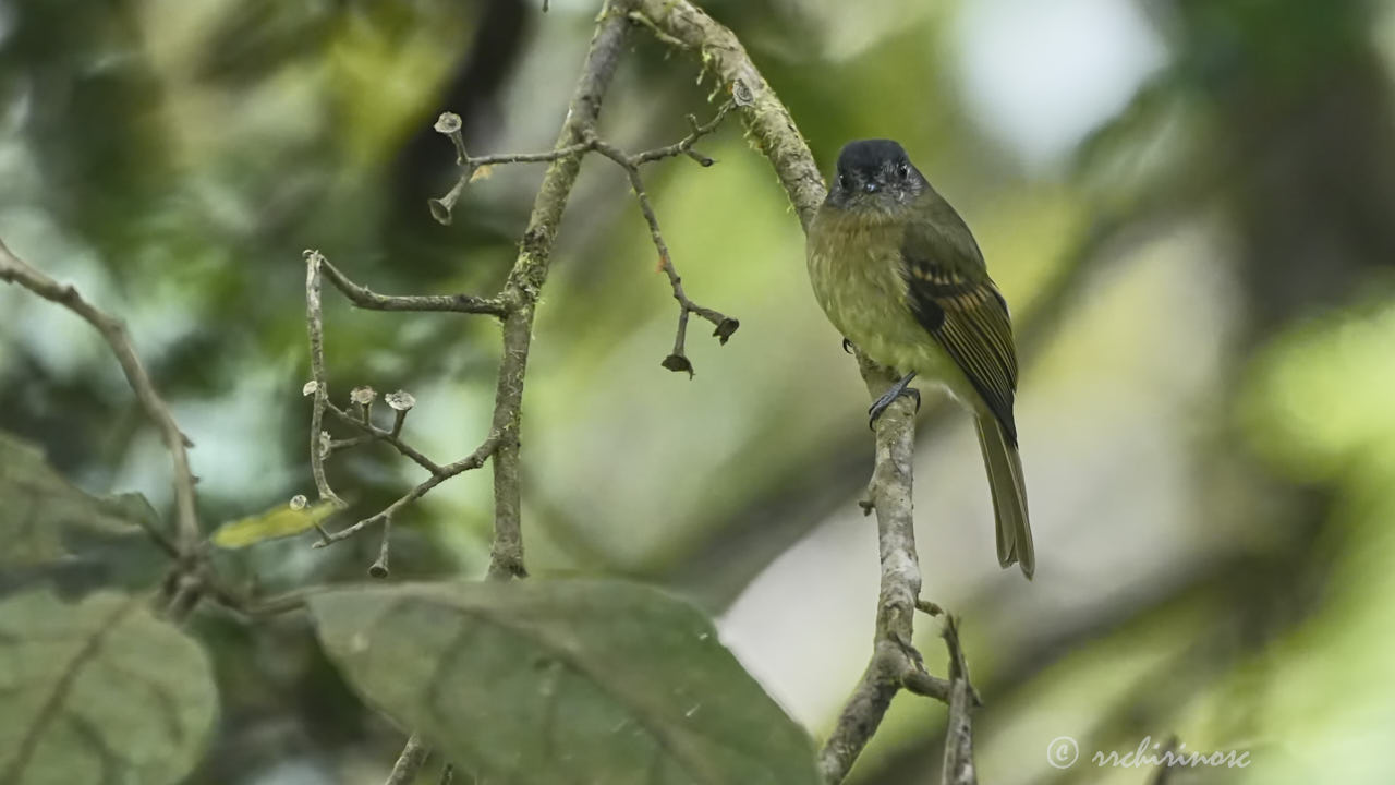 Slaty-capped flycatcher