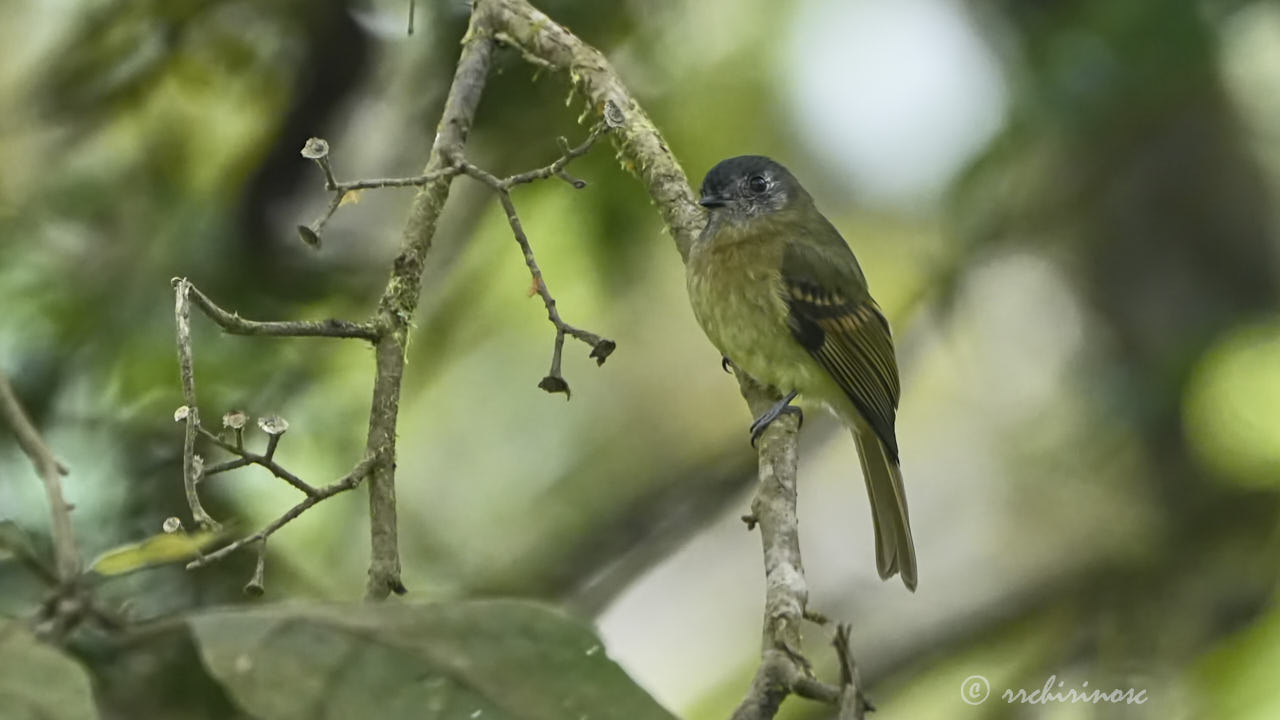 Slaty-capped flycatcher