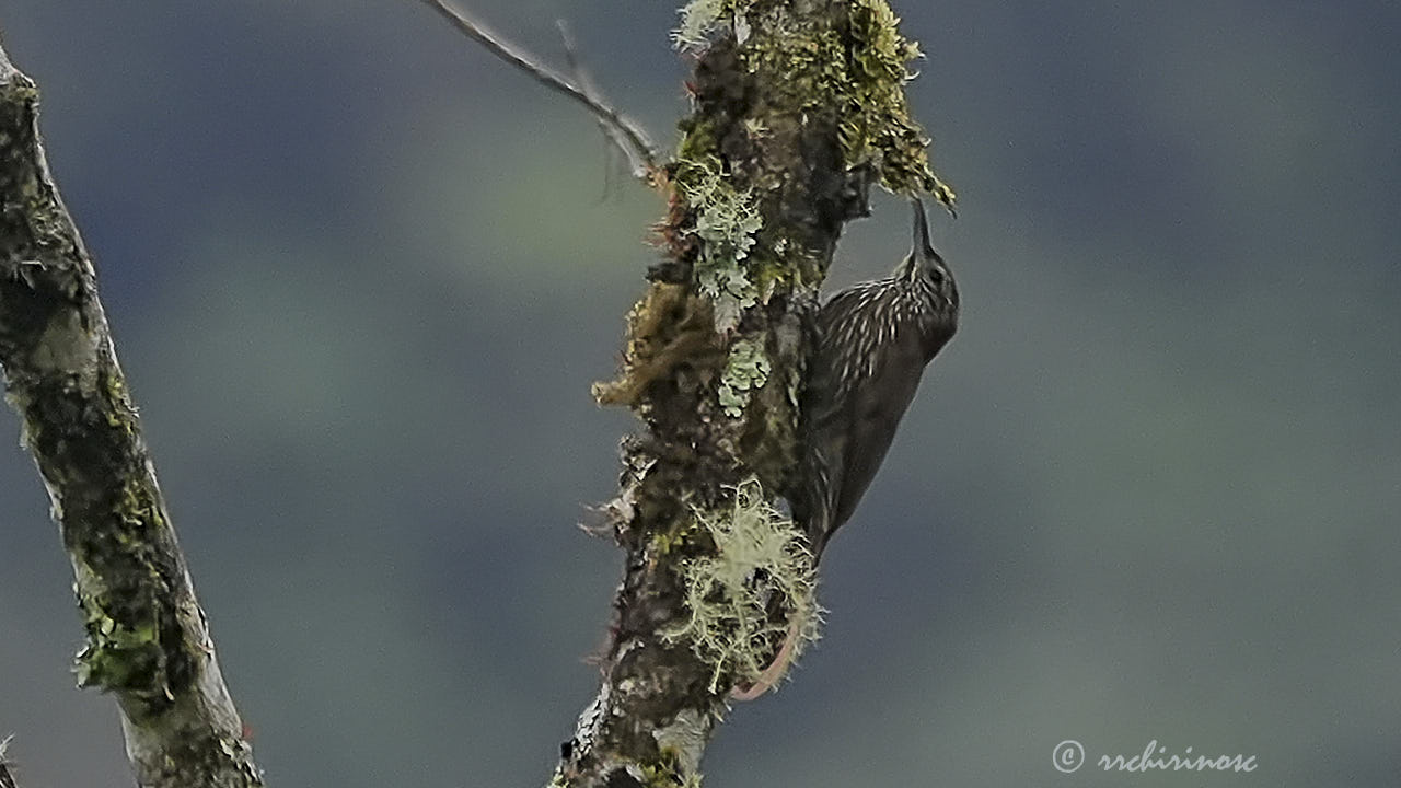 Strong-billed woodcreeper