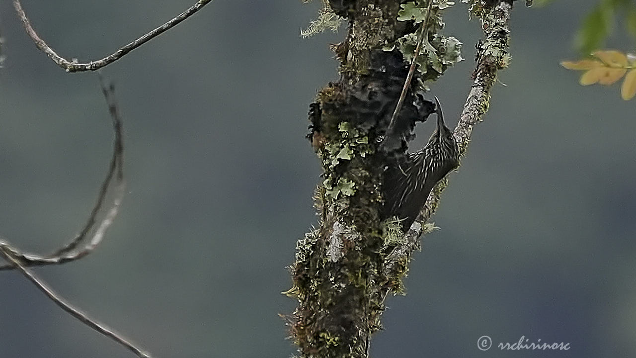 Strong-billed woodcreeper