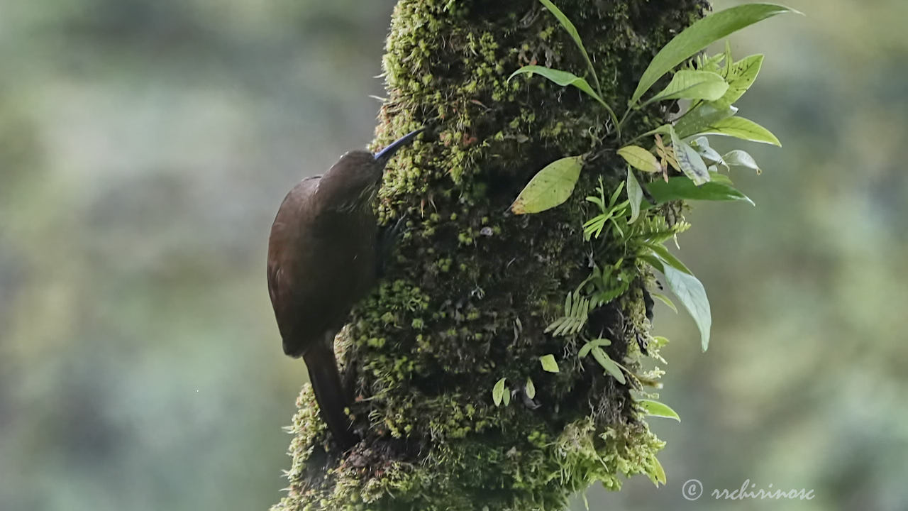 Strong-billed woodcreeper