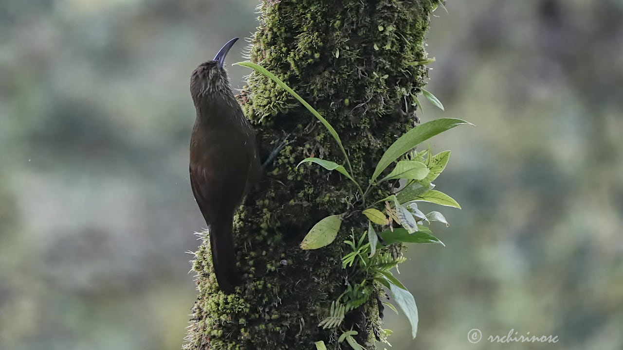 Strong-billed woodcreeper