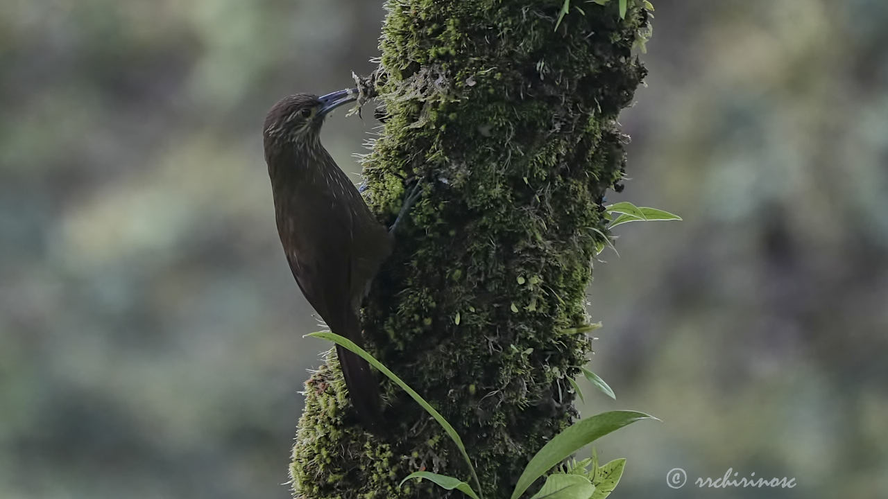 Strong-billed woodcreeper